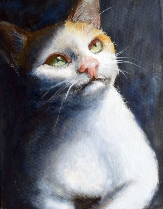 Calico Cat