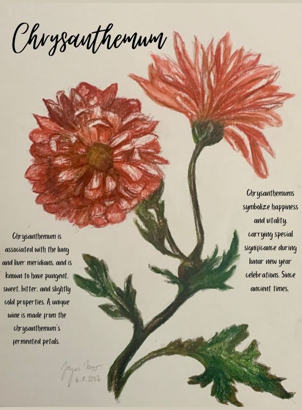 Chrysanthemum