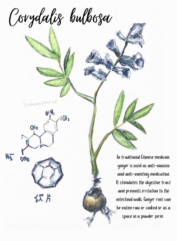 Corydalis bulbosa