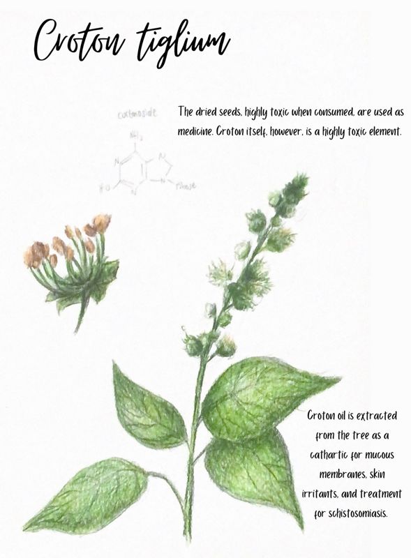 Croton tiglium