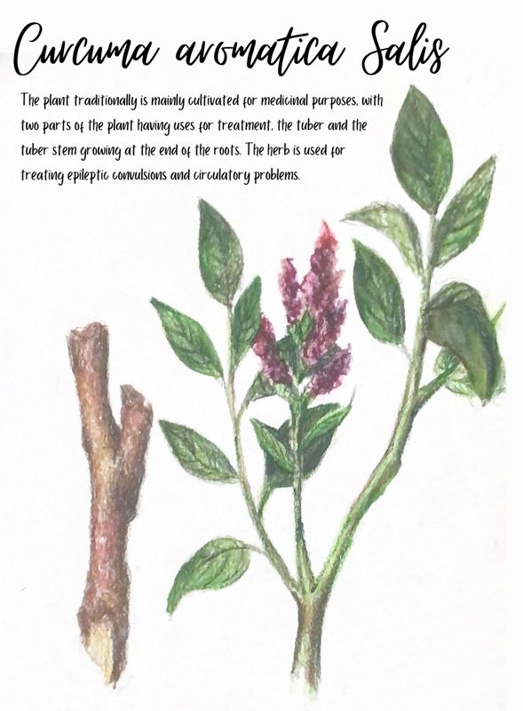 Curcuma aromatica Salis