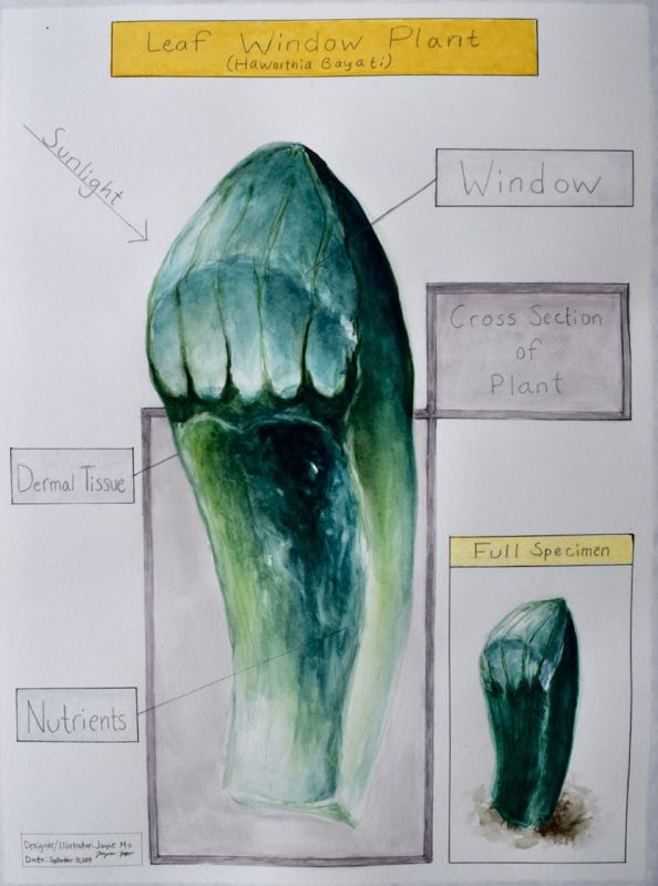 Leaf Window Plant