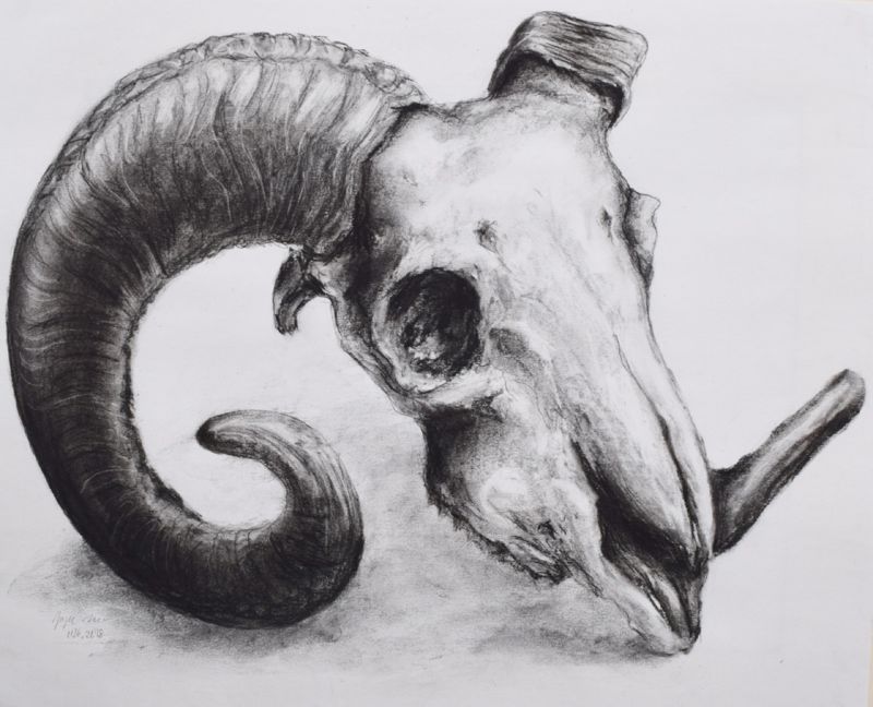 Ram Skull